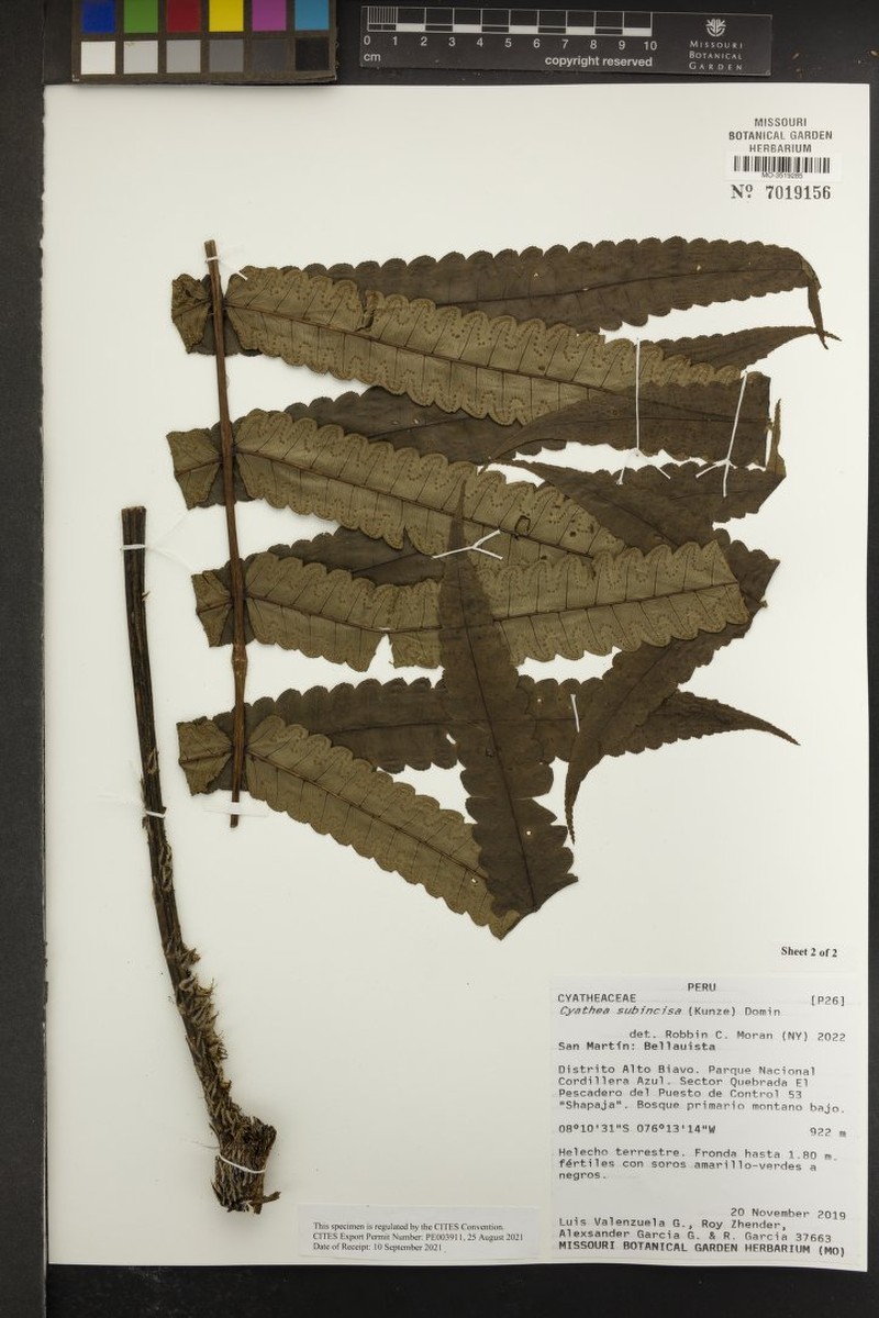 Cyathea subincisa