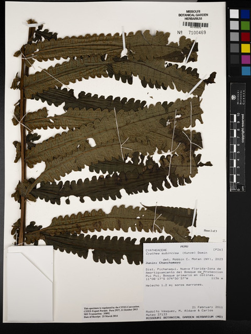 Cyathea subincisa photo 2