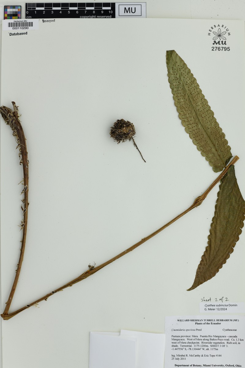 Cyathea subincisa photo 3