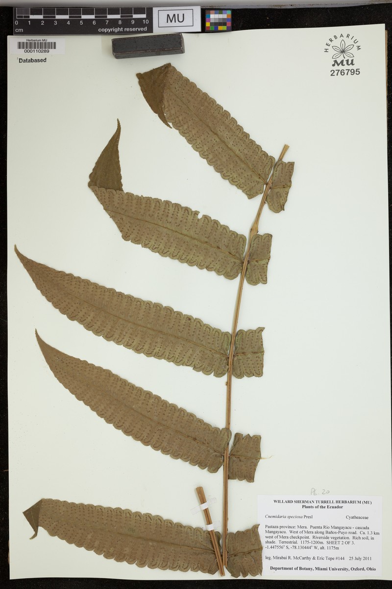 Cyathea subincisa photo 4