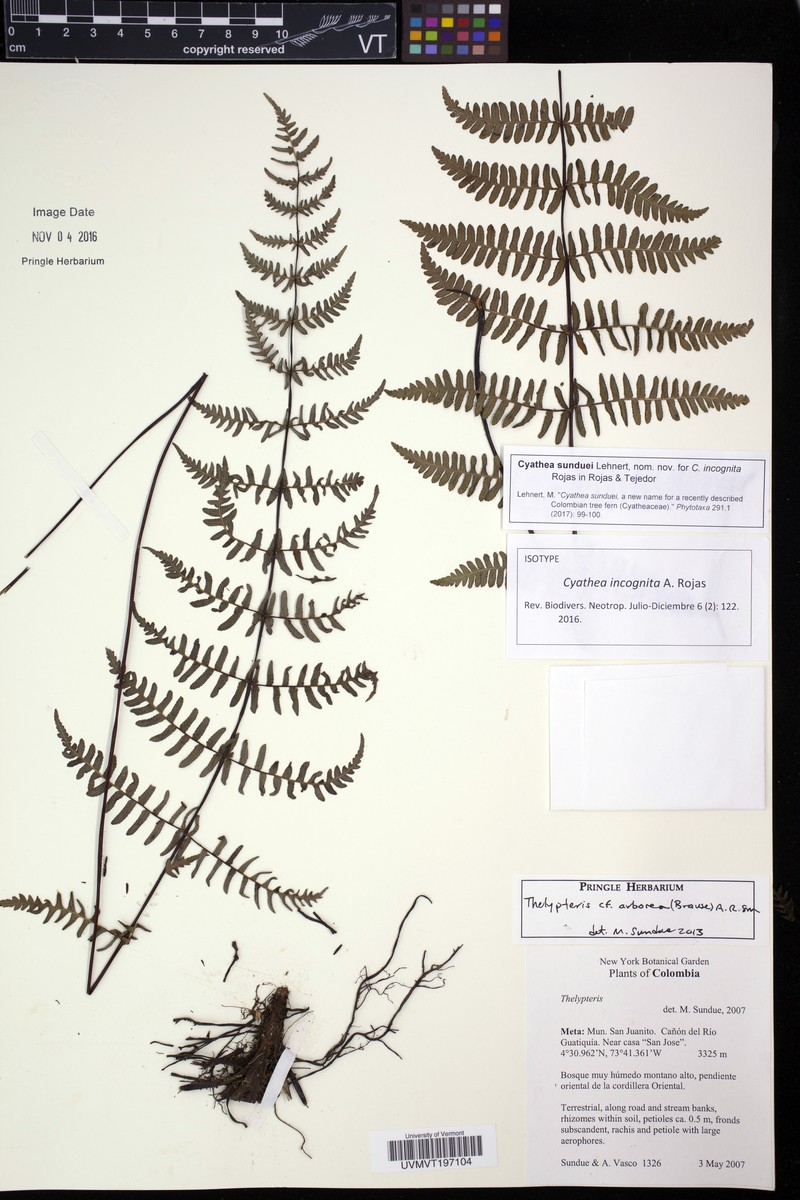 Cyathea sunduei