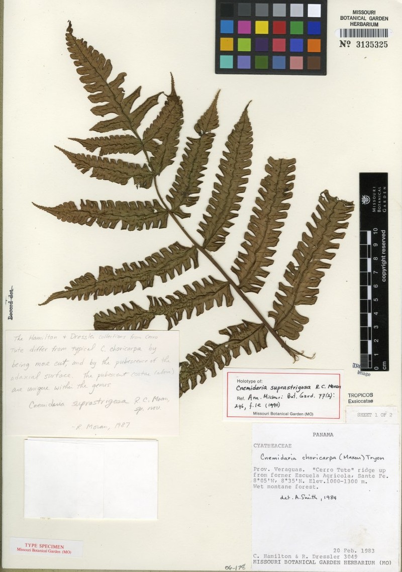 Cyathea suprapilosa