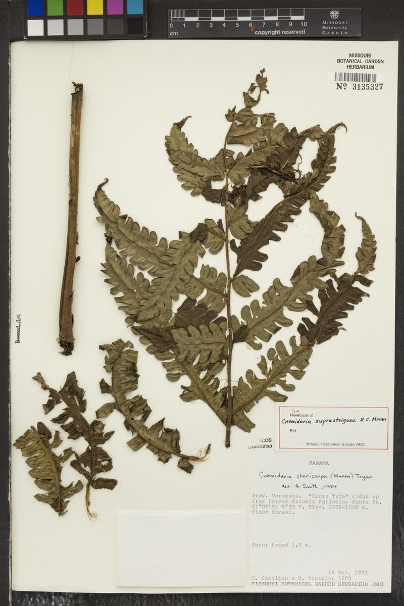 Cyathea suprapilosa photo 2