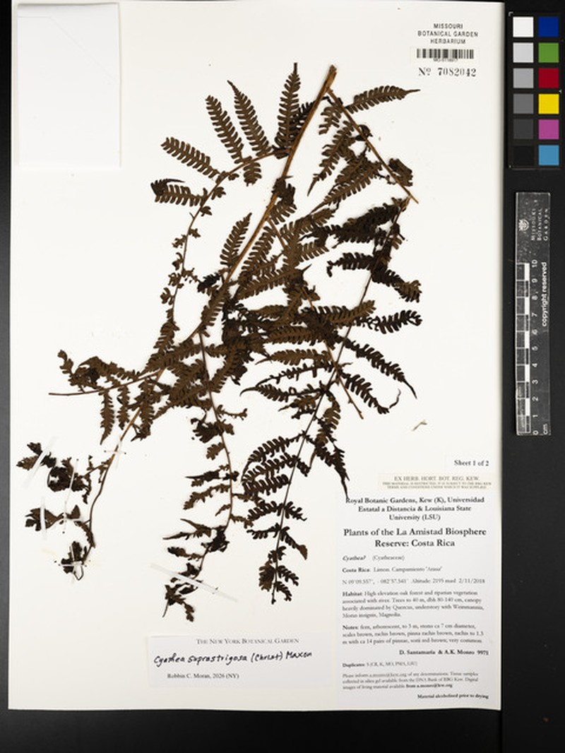 Cyathea suprastrigosa