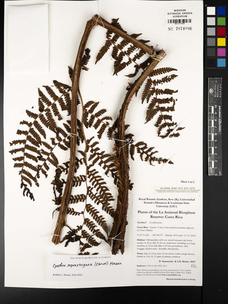 Cyathea suprastrigosa photo 2