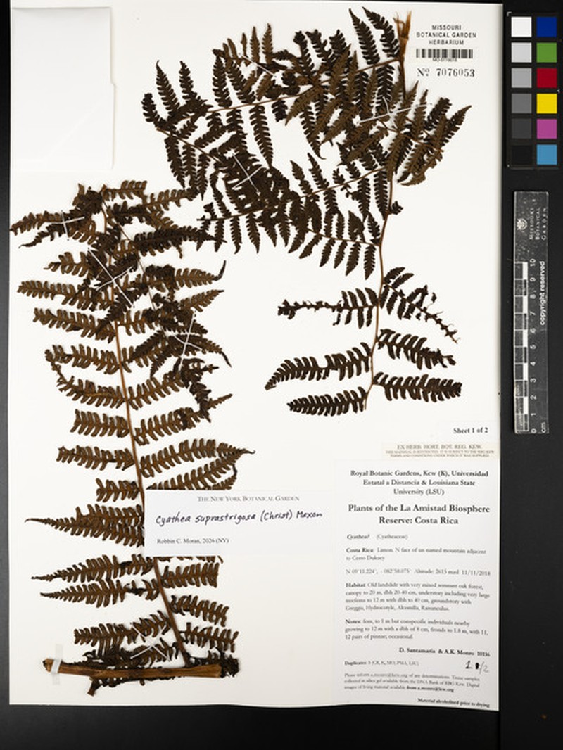 Cyathea suprastrigosa photo 4