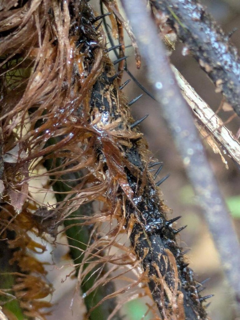 Cyathea surinamensis photo 2