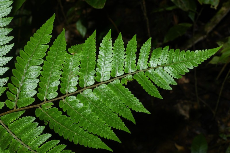 Cyathea surinamensis photo 3