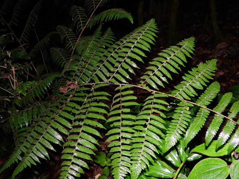 Cyathea surinamensis photo 4