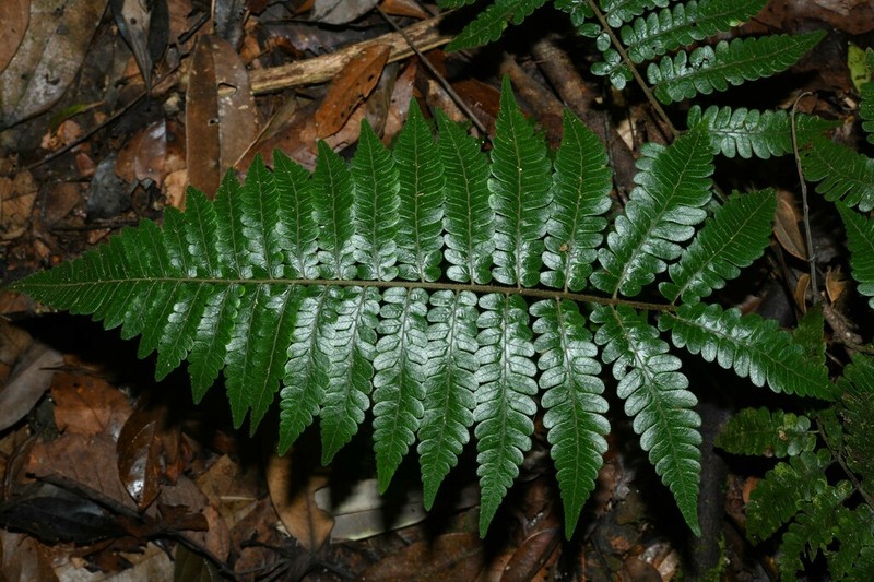 Cyathea surinamensis photo 5