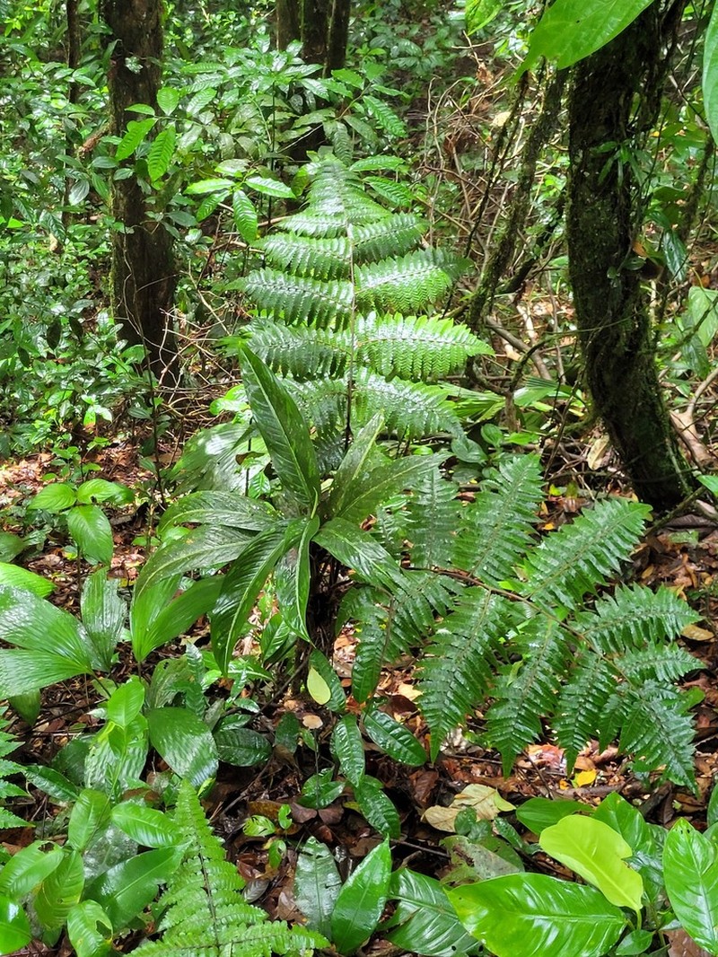 Cyathea surinamensis photo 6