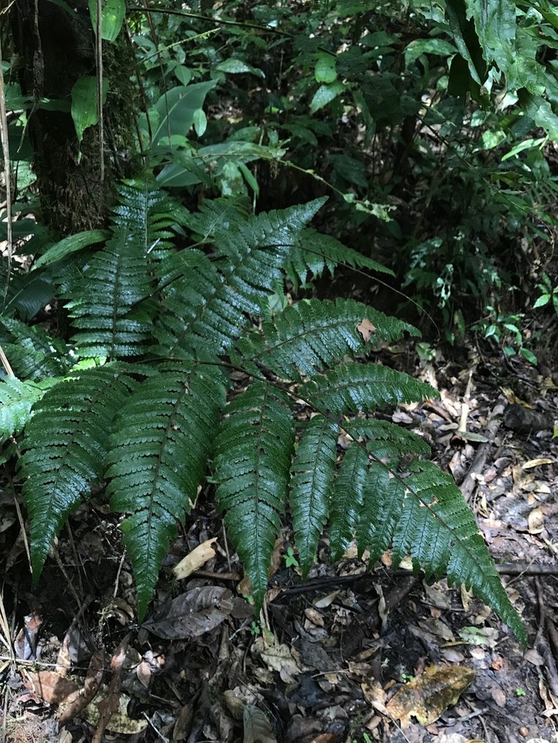 Cyathea surinamensis photo 7