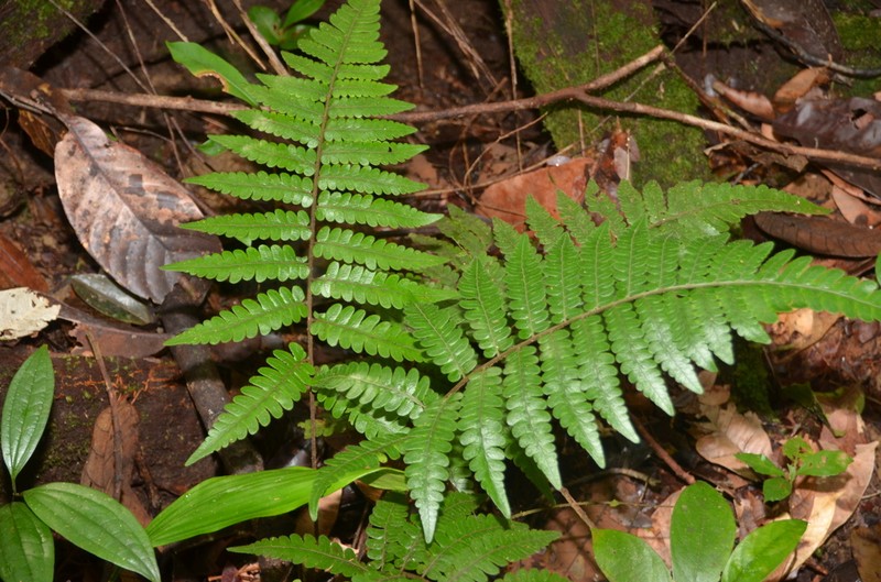 Cyathea surinamensis photo 8