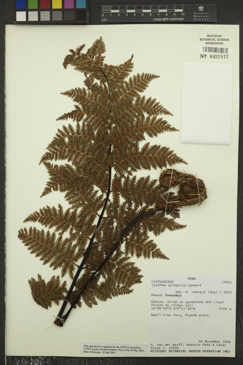 Cyathea sylvatica