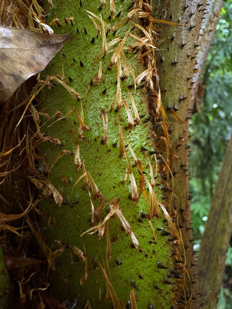 Helecho Gigante photo 2