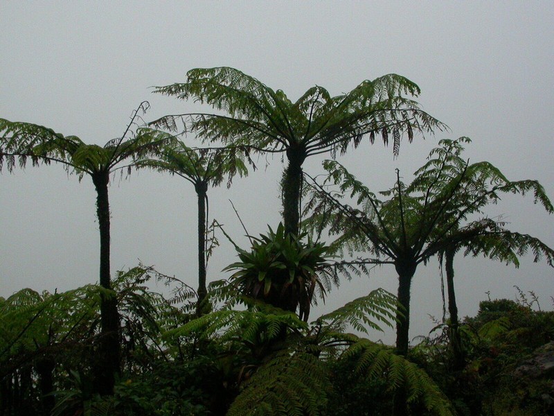 Helecho Gigante photo 6