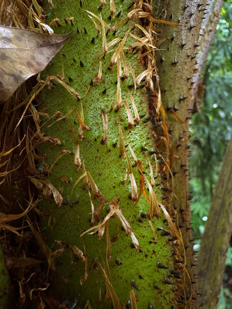 Helecho Gigante photo 7