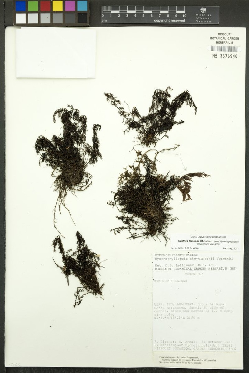 Cyathea tepuiana