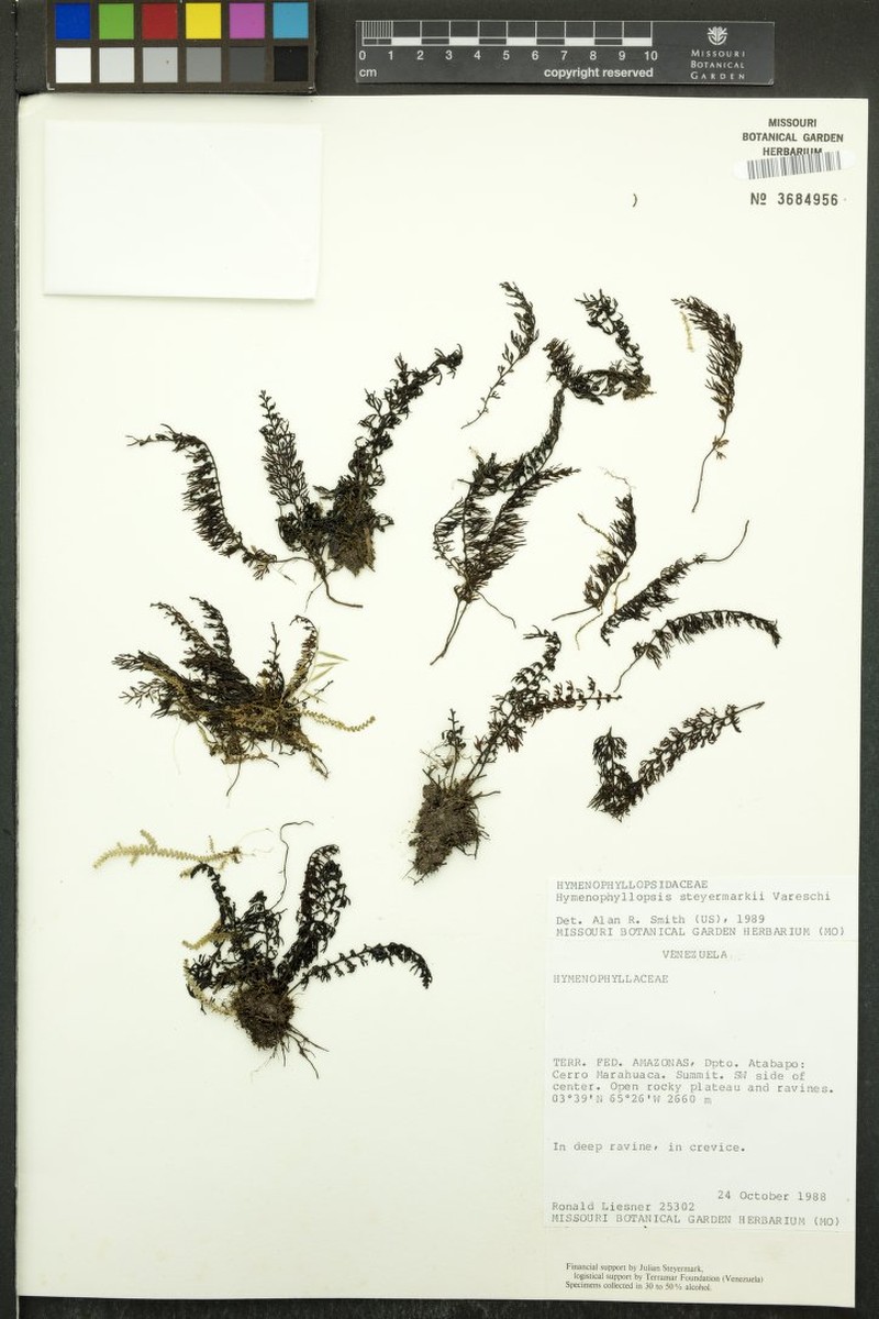 Cyathea tepuiana photo 2