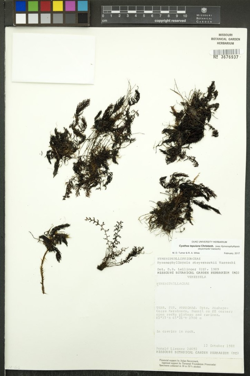 Cyathea tepuiana photo 3
