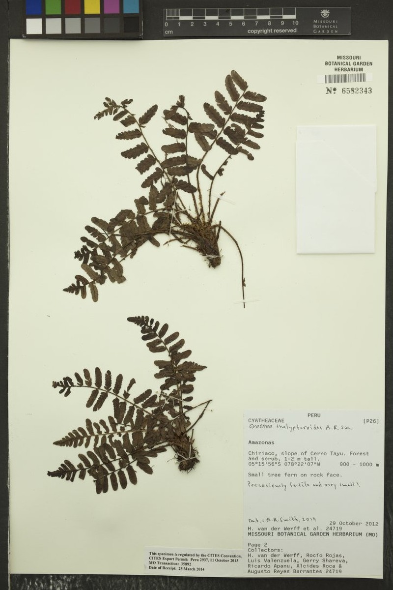 Cyathea thelypteroides