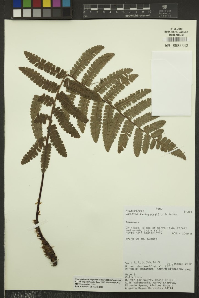 Cyathea thelypteroides photo 2