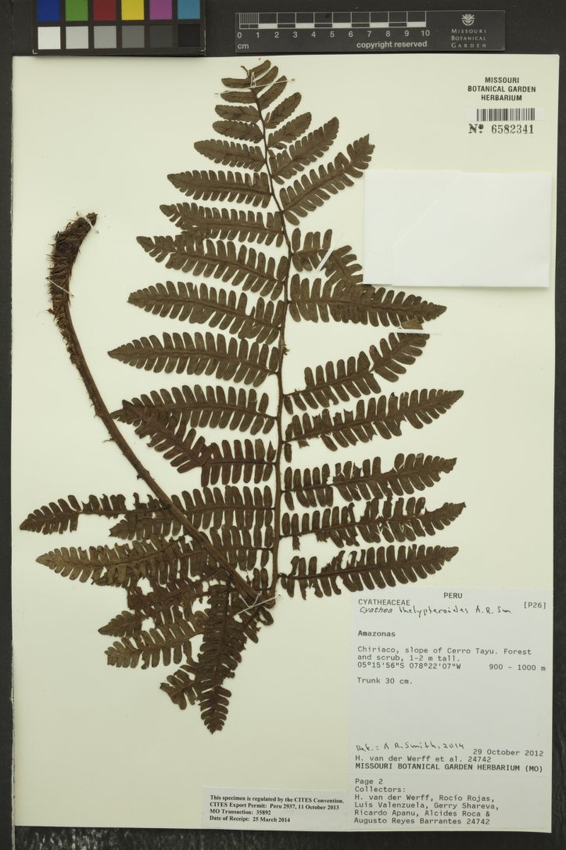 Cyathea thelypteroides photo 3