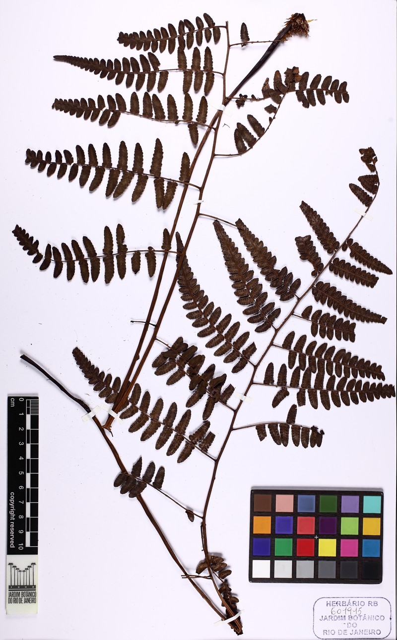 Cyathea thysanolepis
