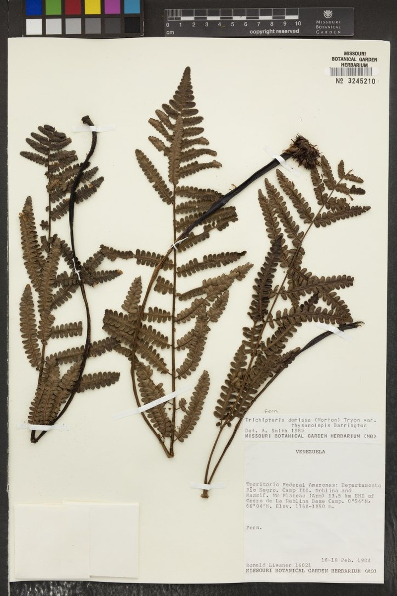 Cyathea thysanolepis photo 2