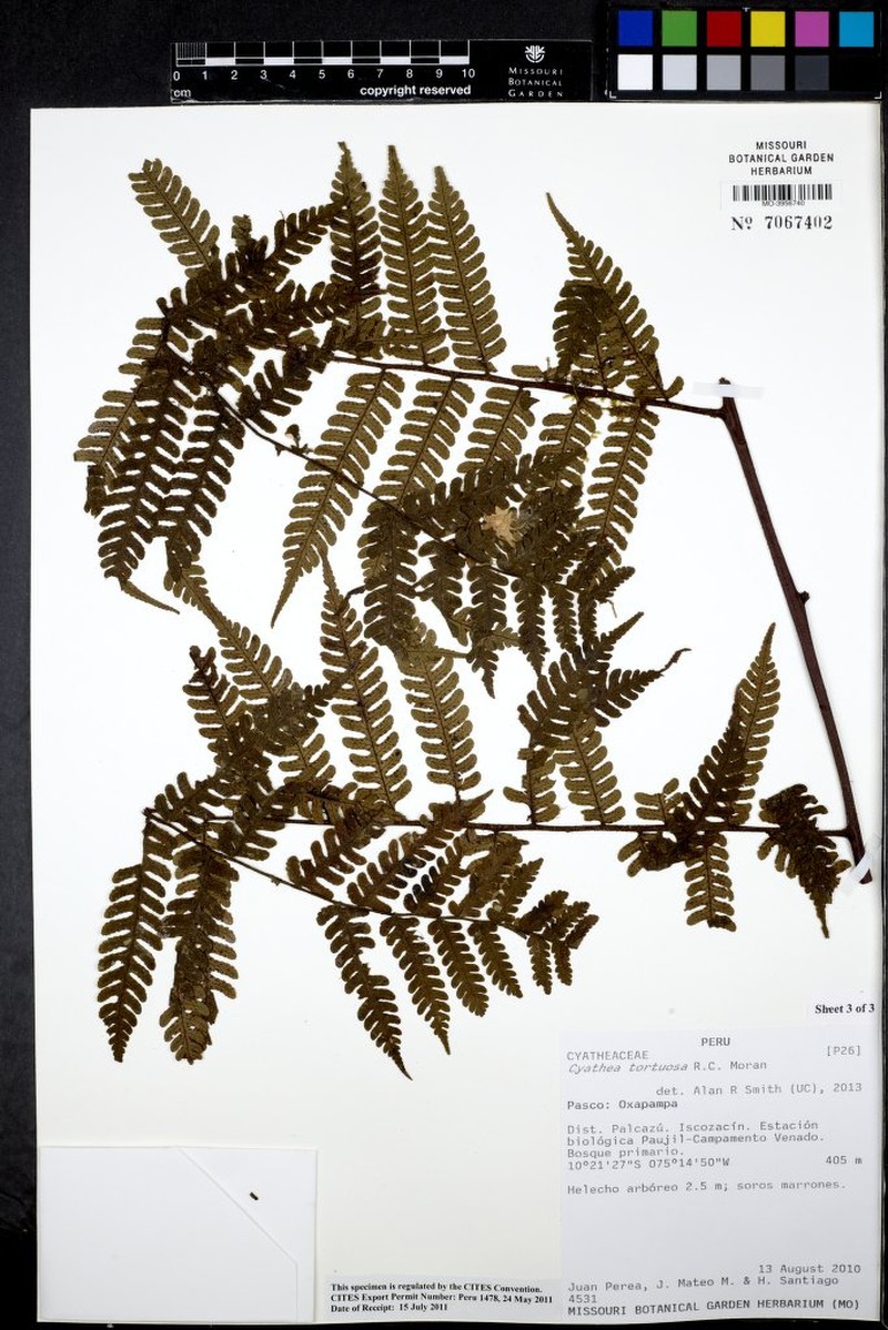 Cyathea tortuosa photo 2