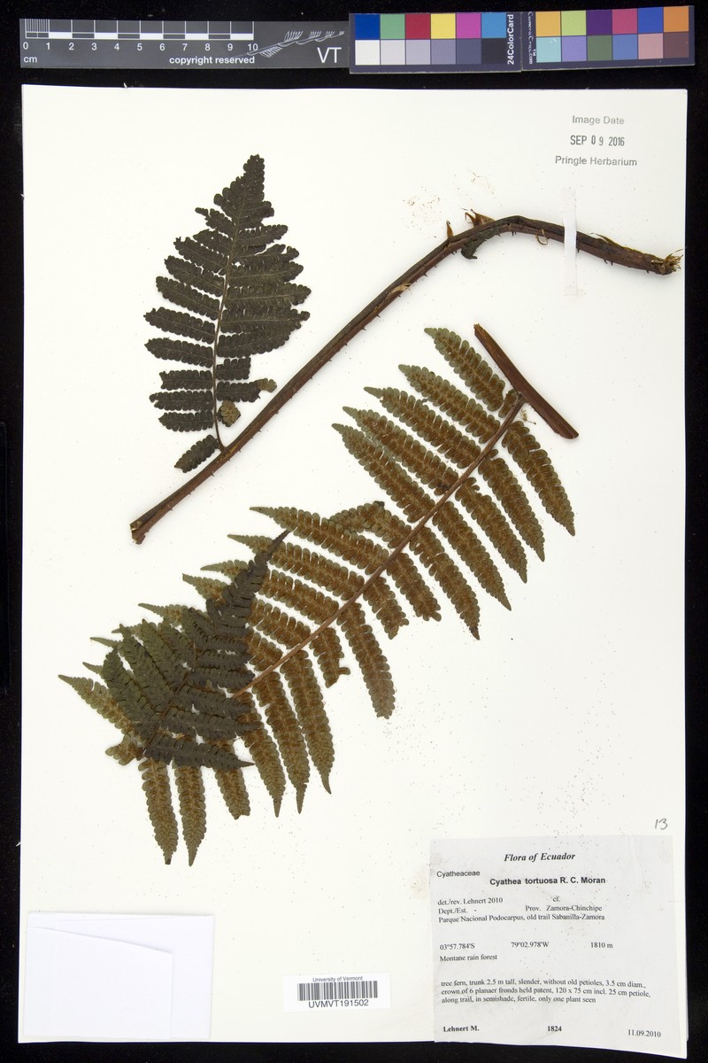 Cyathea tortuosa photo 3