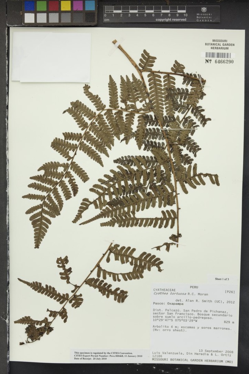 Cyathea tortuosa photo 4