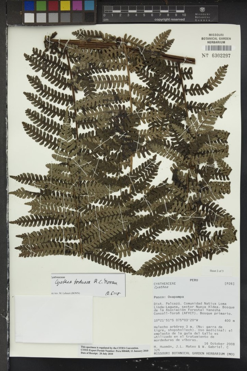 Cyathea tortuosa photo 5