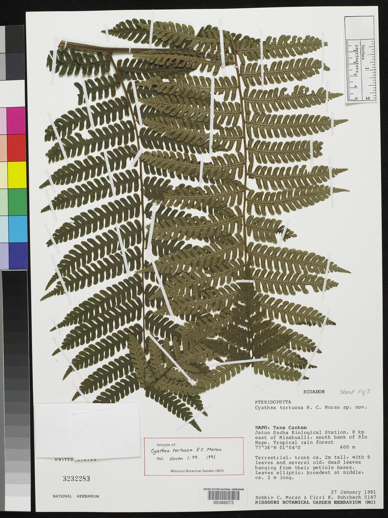Cyathea tortuosa