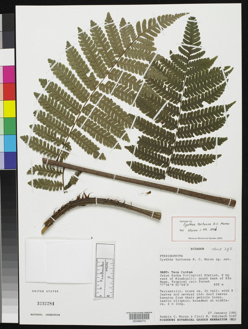 Cyathea tortuosa photo 6