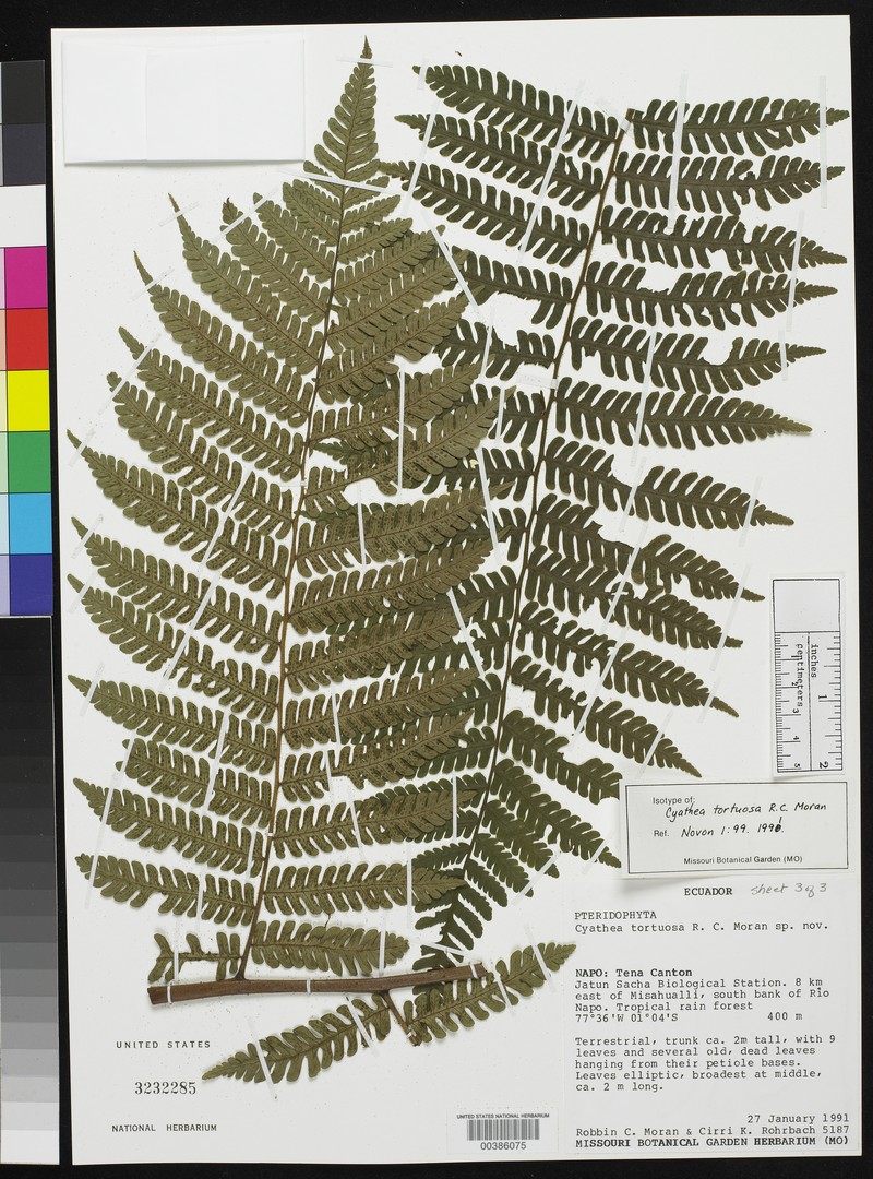 Cyathea tortuosa photo 7