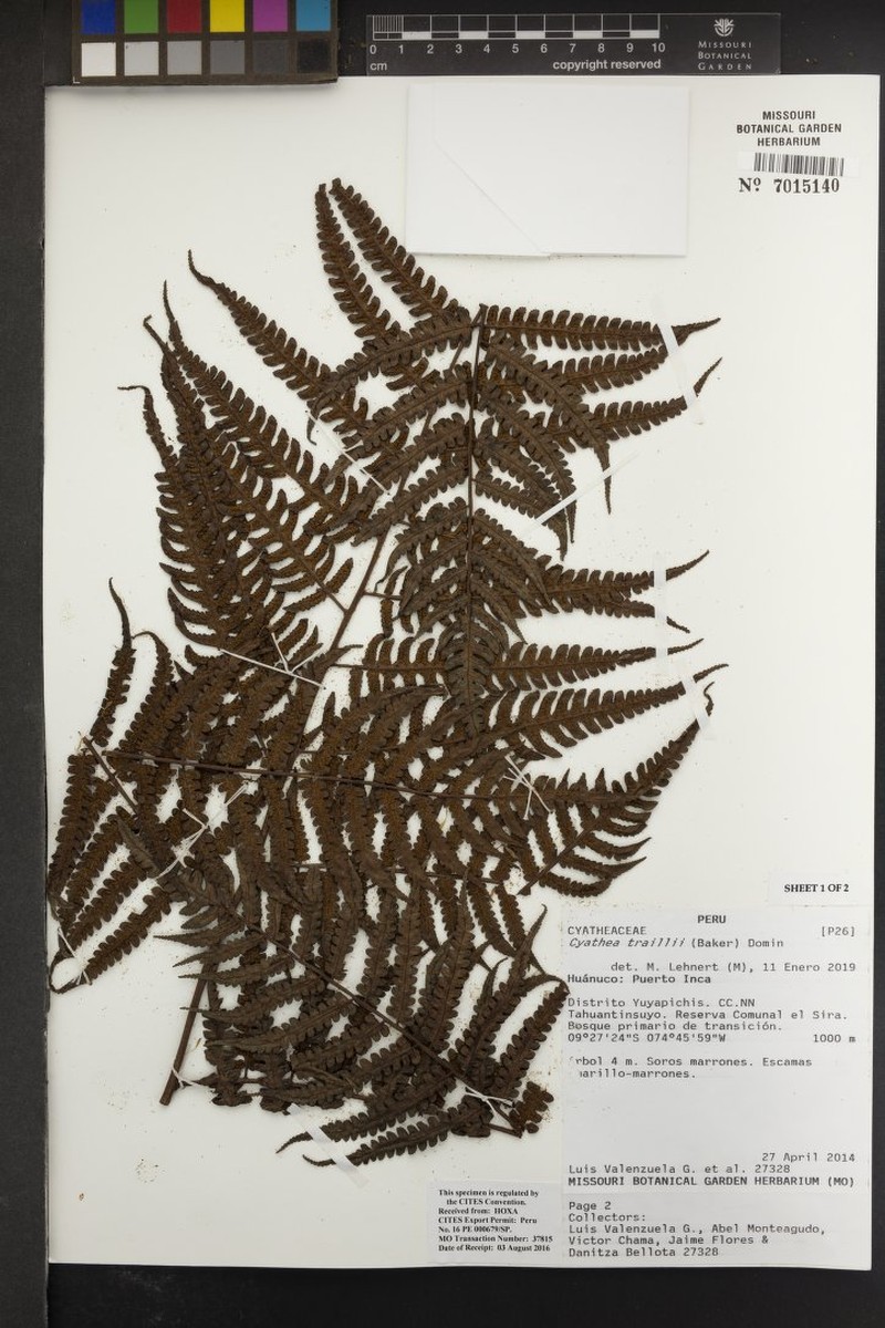 Cyathea traillii