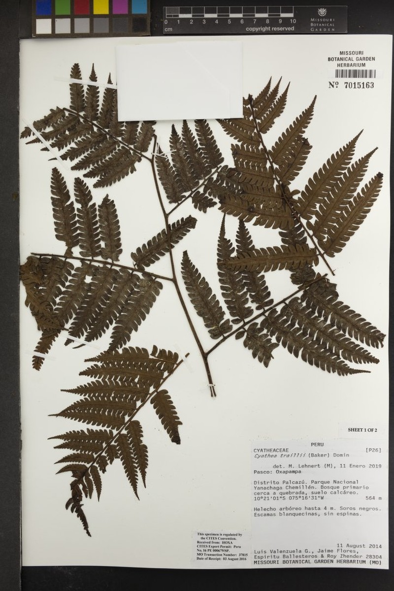 Cyathea traillii photo 2