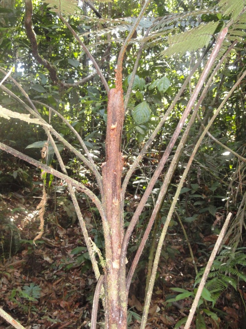 Cyathea traillii photo 3