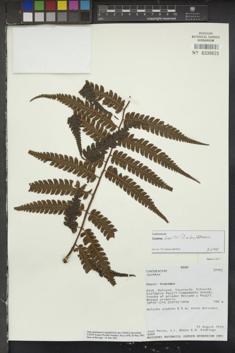 Cyathea traillii photo 4