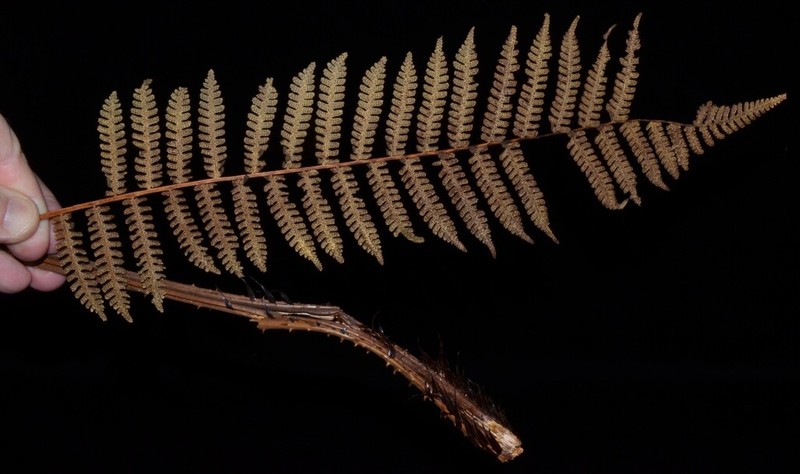 Cyathea trichiata