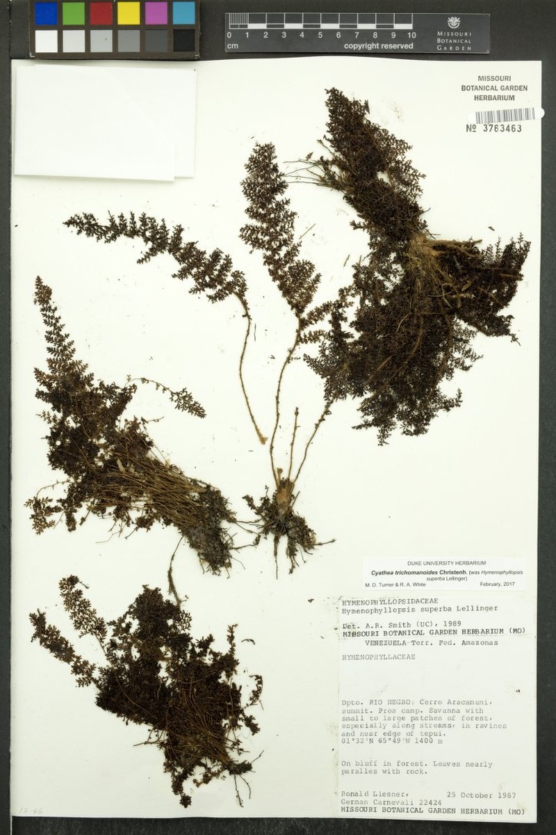 Cyathea trichomanoides