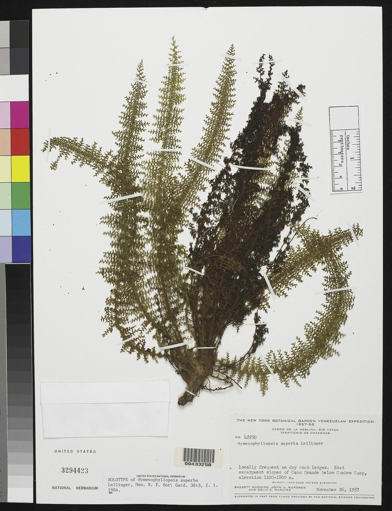 Cyathea trichomanoides photo 2