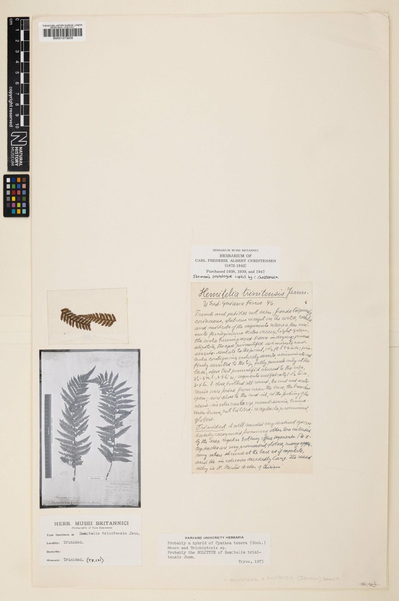 Cyathea trinitensis