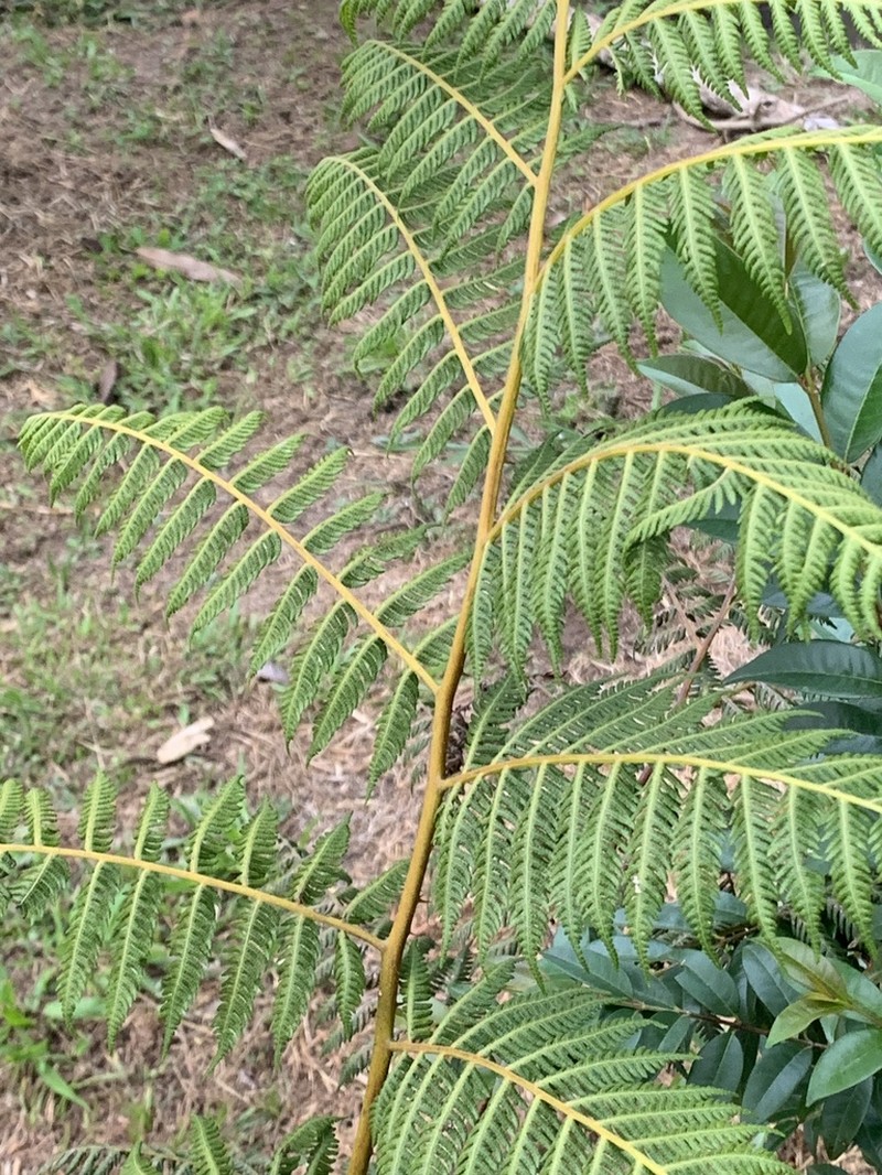 Cyathea tryonorum