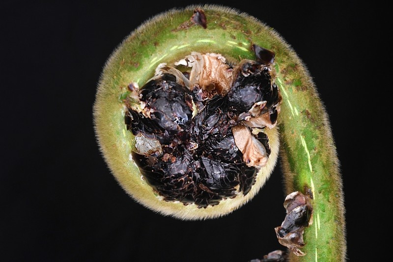 Cyathea tryonorum photo 2