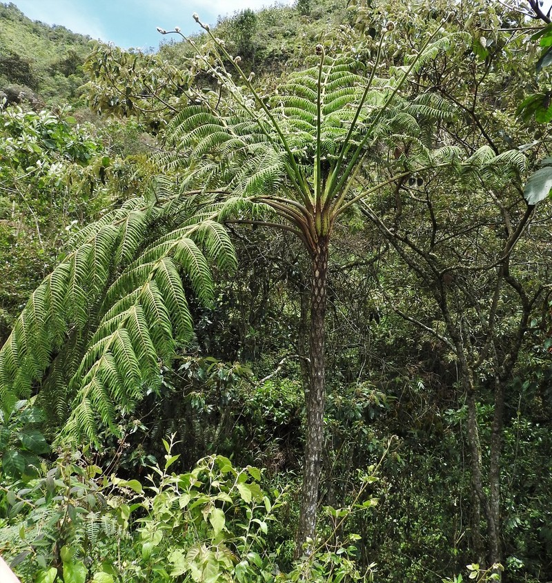 Cyathea tryonorum photo 3