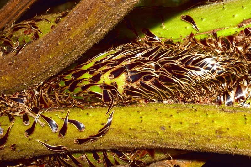 Cyathea tryonorum photo 4