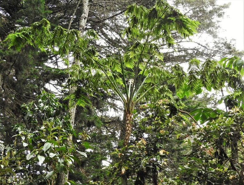 Cyathea tryonorum photo 5