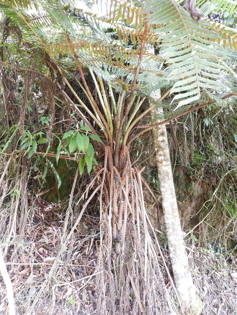 Cyathea tryonorum photo 6